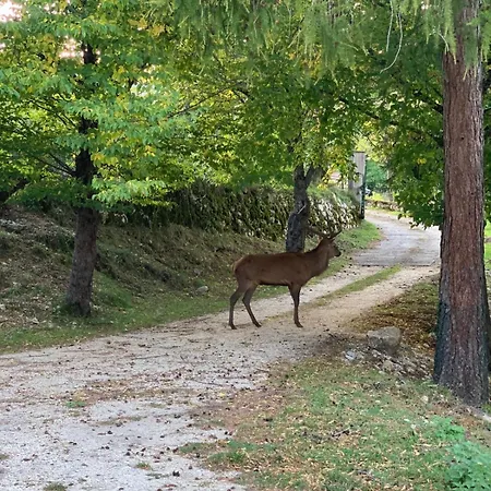 Bed & Breakfast Volpicelli 3*
