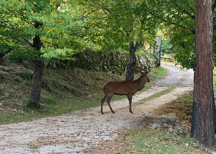 לינה וארוחת בוקר Volpicelli 3*